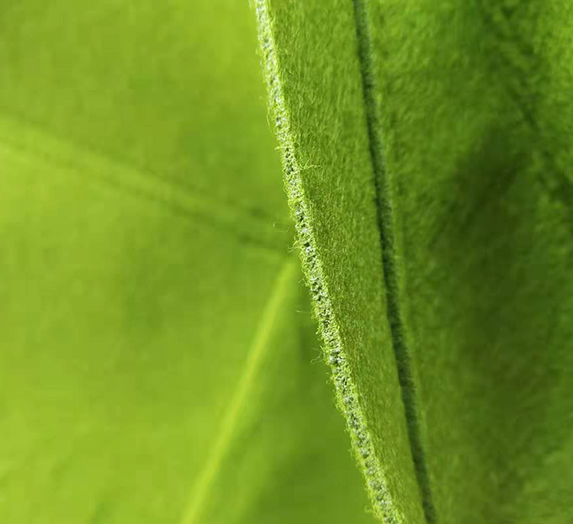Verticl planting bag